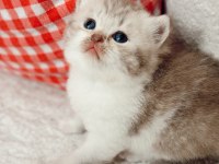 British shorthair dişi bebek