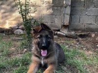 3 aylık şecereli alman kurdu yavruları