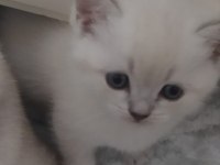 British Blue point dişi sağlıklı yavru