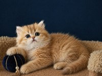 British Shorthair Golden ve Golden Point Yavrular