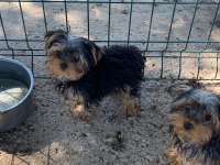 Tea Cup Yorkshire Terrier