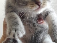 Sahiplendirilecek 5 tane cins kedi scottish fold