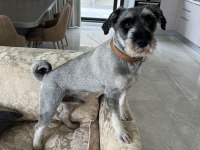 Erkek Schnauzer Ücretsiz Sahiplendirme