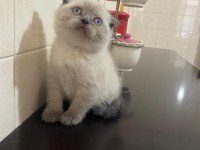 Mavi boncuğum scottish fold