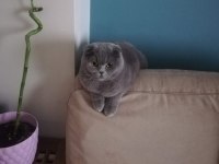 Scottish fold 3 yaşında
