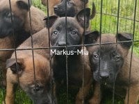Şecereli Malinois Köpekler
