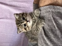 Benzersiz 4 british shorthair yavrumuz
