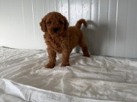 Erkek Toy Poodle Minik Yakışıklı