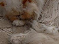 SAFKAN 9 AYLIK İRAN KEDİSİ