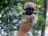 65 GÜNLÜK POMERANİAN BEBEKLER