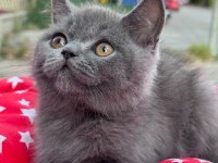 Irk ve sağlık garantili british shorthair