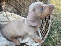 EGZOTİK DACHSHUND BEBEKLERİMİZ AŞILI GARANTİLİ