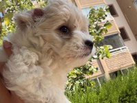 Maltipoo Yavru