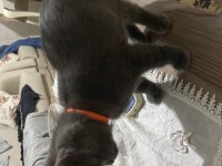 Antalya Yavru British Shorthair