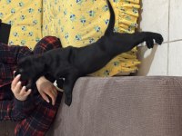 KİFŞecereli Cane Corso