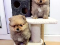 MİNİ BOY POMERANİAN YAVRULARI
