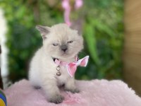 Prenses Kızım Irk Sağlık Garantili British Shorthair