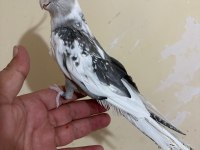 TEK KELİMEYLE KUSURSUZ FULL EVCİL WF ERKEK SULTAN