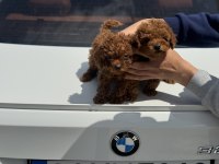 Ankaranın en kaliteli kore toy poodle yavruları