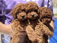 Yasal ruhsatlı çiftlikden minyatür poodle