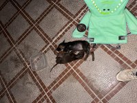İzmir merkez de Doberman yavrusu