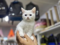 British shorthair prens erkeğimiz