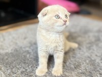 Sevimli scottish fold kardeşler yeni yuvalarını arıyor