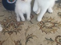 BRİTİSH SHORTHAİR YAVRULAR