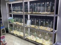 ISIRMA YAPMAYAN YAVRU HAMSTER EN UYGUN BİZDE