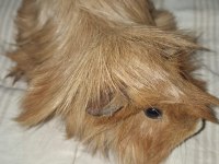 Ginepig sahiplendirme