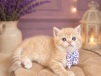 GOLDEN BRİTİSH SHORTHAİR PAŞAM HAZIR