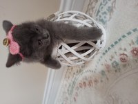 Oyuncu safkan dişi ve erkek tatlı oyuncu british shorthair