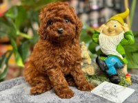 LİTTLEPAWS FARKI İLE TEACUP TOY POODLE BEBEKLER