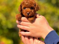 2.5 aylık dişi toy poodle bebeğimiz
