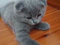 2 aylık erkek kedimiz ücretli sahiplendirilecektir