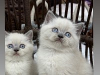 Bluepoint british shorthair yavru güzellikleri