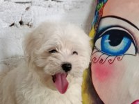 Maltese terrier minik dostlar