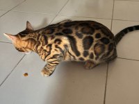 4 aylık 2 adet dişi desenleri çok güzel
