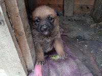Alman malinois yavrular