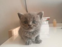 YAVRU KEDİLERİMİZ SAHİPLENDİRİLECEKTİR