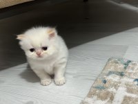 Persian Yavru Dişi 1 Aylık