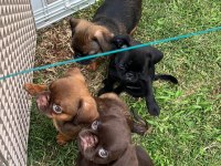 Küçük ( Petit ) Brabançon Elit yavru köpekler