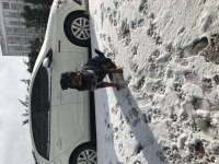Eğitimli rottweiler köpeği