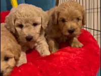 Maltipoo yavrularımız ırk ve sağlık garantili