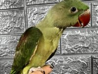 El Besleme Alexander Papağanları 81 İle Gönderim Vardır
