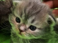 chinchilla yavru kedi