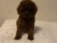 Toy Korean Poodle