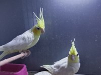 Çift damızlık lutino kırmızı göz sultan papağanı