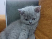 Güzel british shorthair kızım
