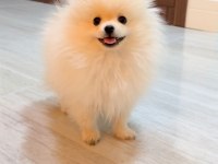 Sevimli pomeranian yavru milky
